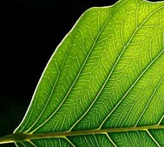 НЕМНОГО О НАУКЕ: искусственный лист повторяет процесс фотосинтеза